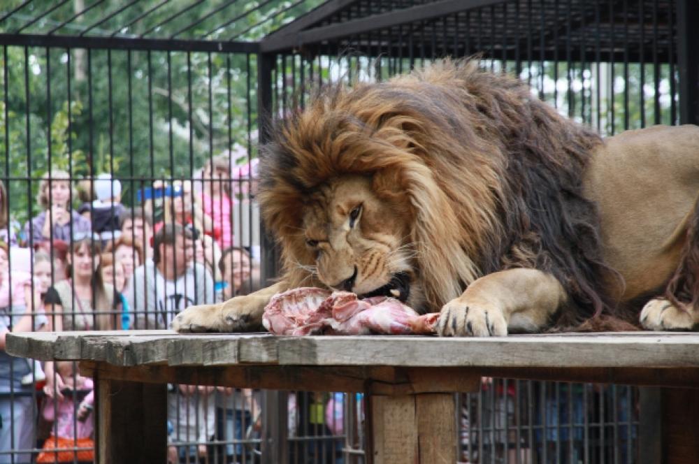 Мясо львов едят. Барнаульский зоопарк Барнаул. Барнаульский зоопарк Лесная сказка. Лев Барнаульский зоопарк. Зоопарк Барнаула парк Смертина.