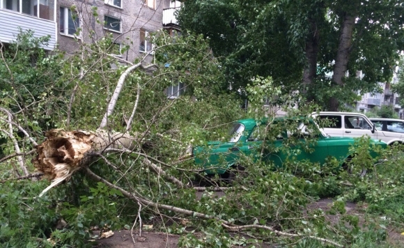 Ветер ломает деревья в Барнауле