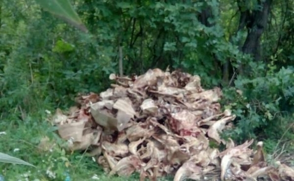 В Барнауле в Ленточном бору найдена гора черепов
