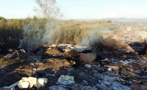 Туши мёртвых животных обнаружены в черте города на Алтае