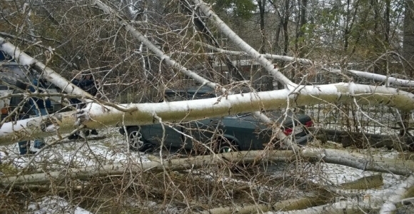 Ураган в Бийске вырвал с корнями деревья