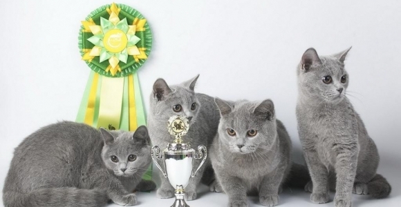 В Барнауле пройдёт международная выставка кошек