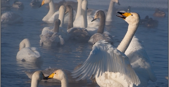 На незамерзающем озере в Алтайском крае зимуют уже 750 лебедей
