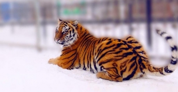 Тигр Шерхан вернулся в барнаульский зоопарк