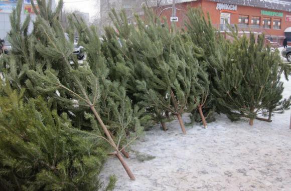 35 тысяч елок продадут в Барнауле