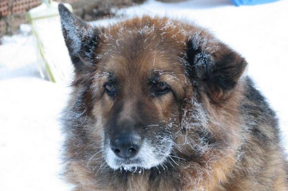 В Алтайском крае собака спасла жизнь замерзающему ребенку