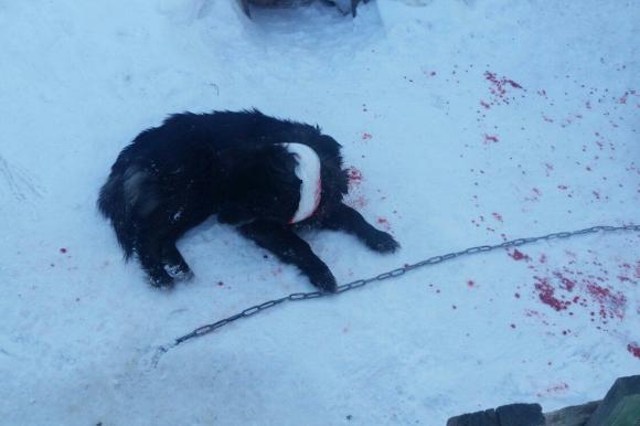 В Барнауле мужчина зарезал ножом соседскую собаку