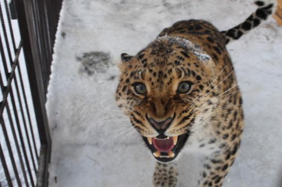 Барнаульский зоопарк приглашает на праздник мартовских котов