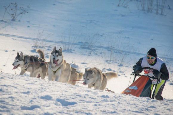 В Алтайском крае пройдут праздничные заезды на собачьих упряжках
