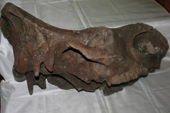 В Новосибирской области нашли череп шерстистого носорога