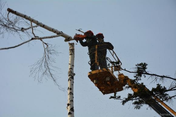 Как в Барнауле убирают старые деревья на центральных улицах (фото)
