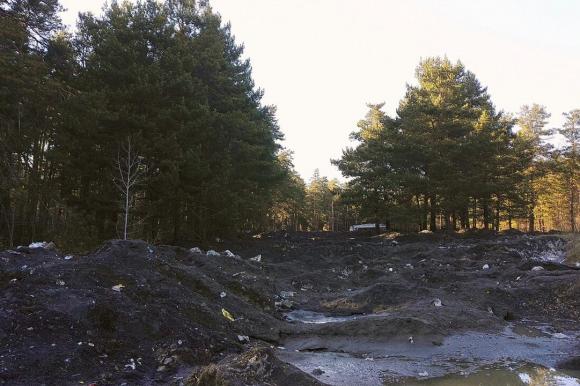 Как сейчас выглядит лес, в котором проходила экологическая акция-2016 от Barnaul22
