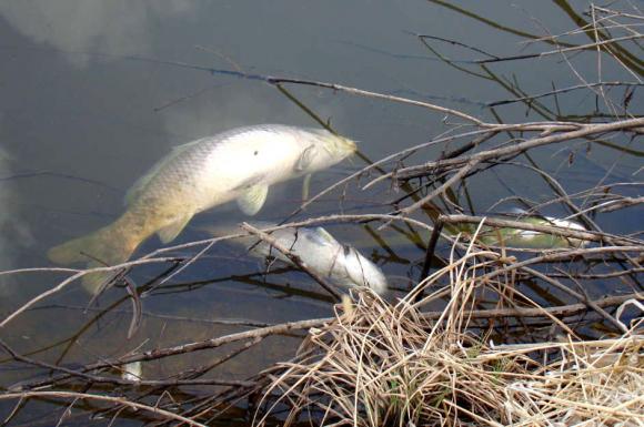 В озере Лебяжье под Барнаулом массово погибла рыба