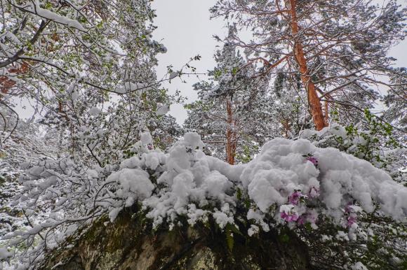 Зима возвращается: на Алтае все засыпало снегом (фото)