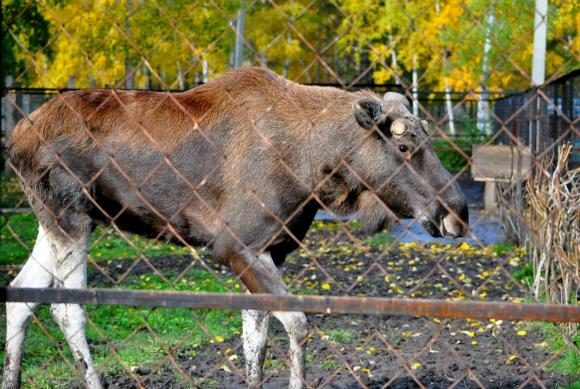 Барнаульский зоопарк станет больше на четыре гектара