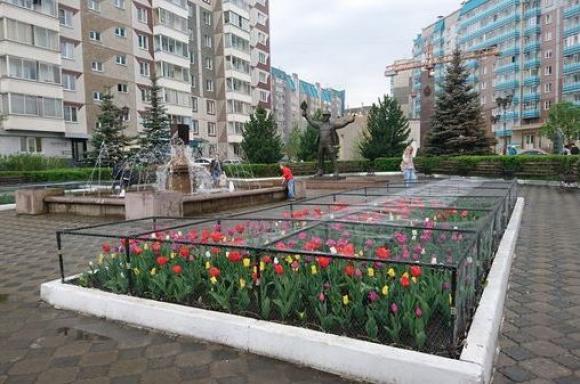 В Красноярске тюльпаны в местном сквере закрыли антивандальной решеткой