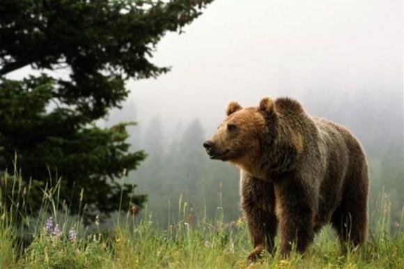 В Горном Алтае турист повстречал медведицу с детенышами (видео)