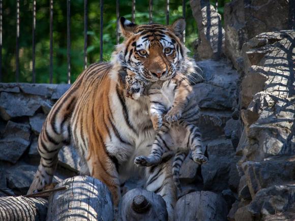 Первая прогулка котят амурского тигра в Новосибирском зоопарке (фото)