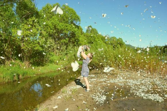 На Алтае тысячи бабочек заполонили местные окрестности (фото)