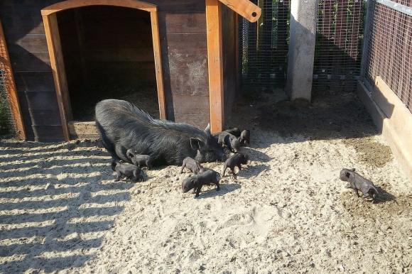 Поросята и оленята родились на минувшей неделе в барнаульском зоопарке (фото)