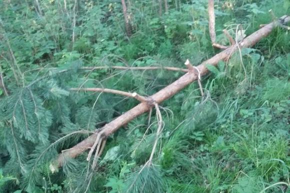 Сельчанка сняла на камеру, как неизвестные рубят лес у села Б.Ключи (фото и видео)