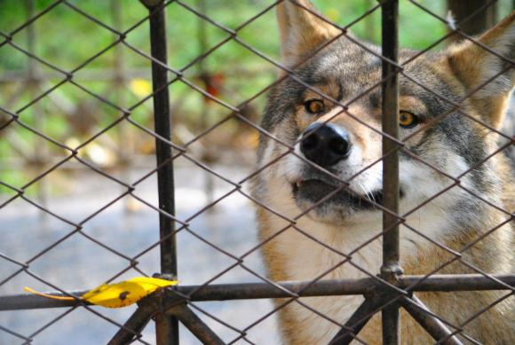 Трагедия в барнаульском зоопарке: волк напал на ребенка и отгрыз ему ухо