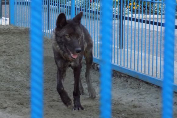 СКР по Алтайскому краю возбудил уголовное дело по факту нападения волка на ребенка