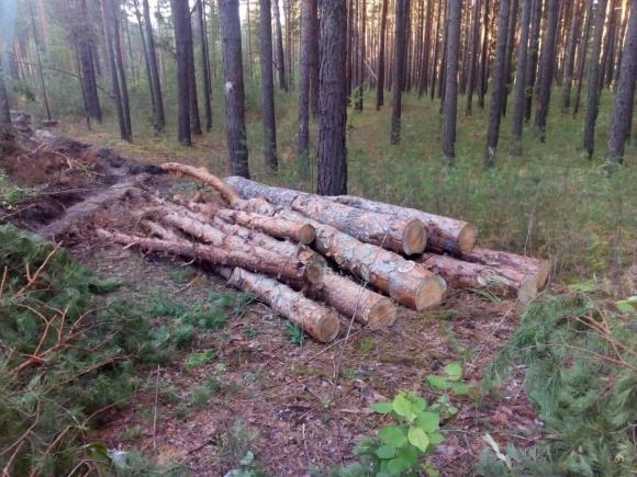 Где хотят, там и рубят: житель Барнаула подозревает, что в лесу орудуют черные лесорубы (фото)