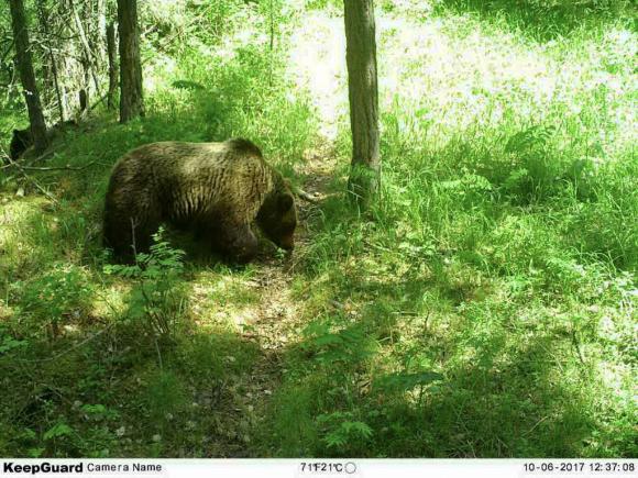 Медведи, маралы и волки: камера алтайского заповедника сняла лесных обитателей (фото)