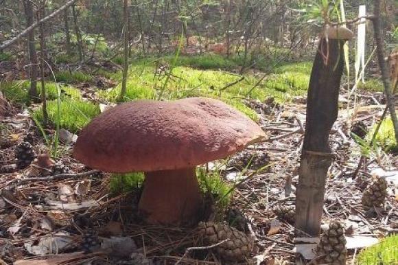 Алтайские грибники находят в лесах края огромные грибы (фото)