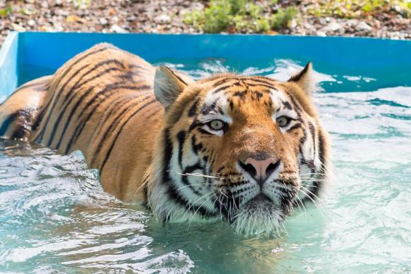 Кадры задорного купания тигра Шерхана в барнаульском зоопарке (видео)