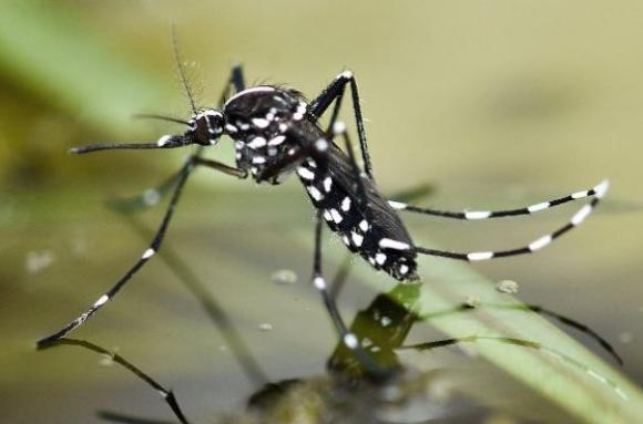 Жители Бийска заметили в городе необычных тигровых комаров
