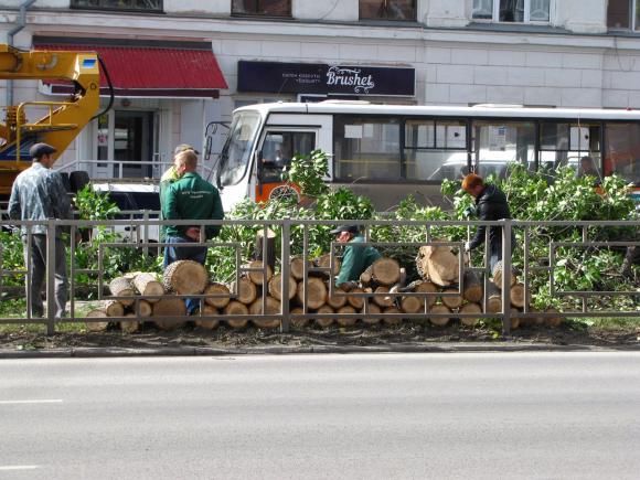 Продолжается вырубка зелени: барнаулец снял на фото спиленные деревья в краевой столице (фото)