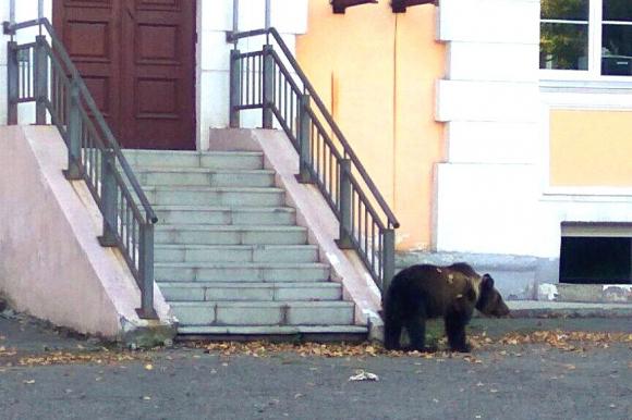 Гуляющего по городу медведя сфотографировал бийчанин