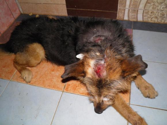 Жестокий барнаулец избил собаку на глазах прохожих и бросил умирать (фото)
