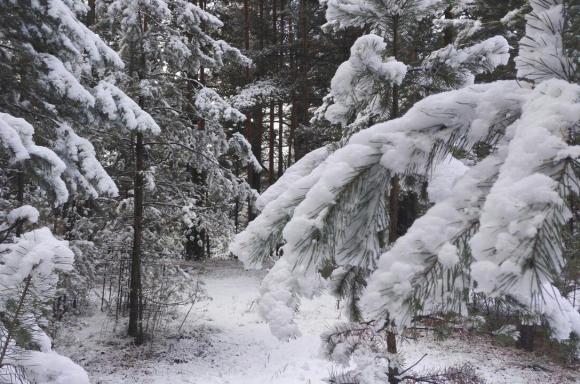 Ленточный бор в Барнауле засыпало белым снегом (фото)