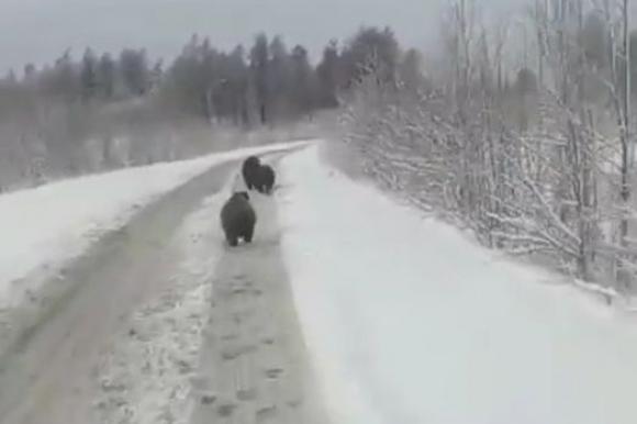 Барнаулец снял встречу с тремя медвежатами в Горном Алтае (видео)