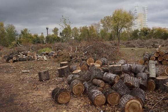 Возбуждено уголовное дело по факту вырубки деревьев в парке 