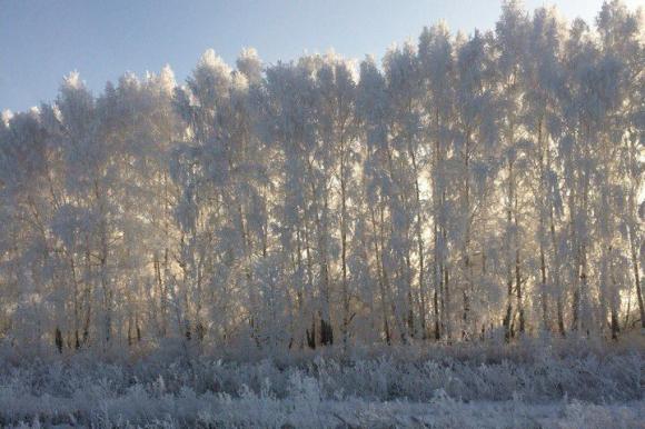 Барнаульцы запечатлели деревья в зимнем одеянии (фото)