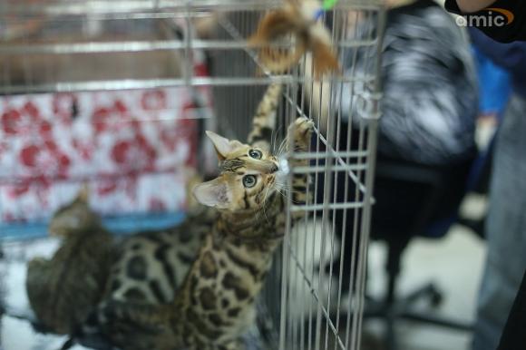 Мимими: каких кошек показали барнаульцам на минувшей выставке хвостатых (фото)