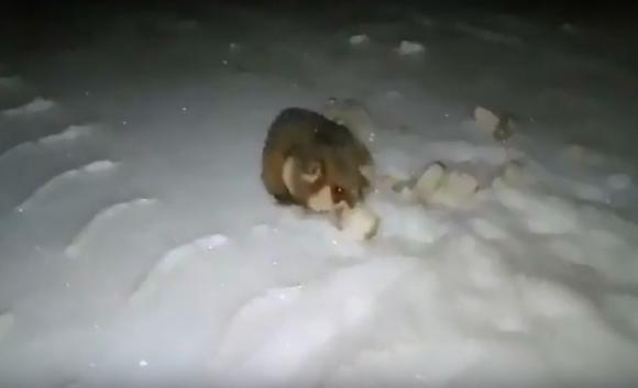 Барнаулец снял хомячков, которые живут на Павловском тракте (видео)
