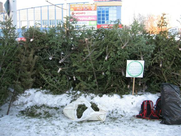 Барнаульцы активно поддержали акцию по сбору живых елок (фото)
