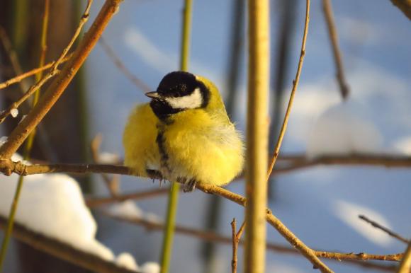 В Республике Алтай птицы гибнут из-за 50-градусных морозов