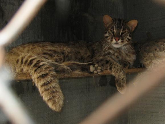 Зоопарк Славгорода терпит бедствие - животные здесь гибнут от мороза и голода