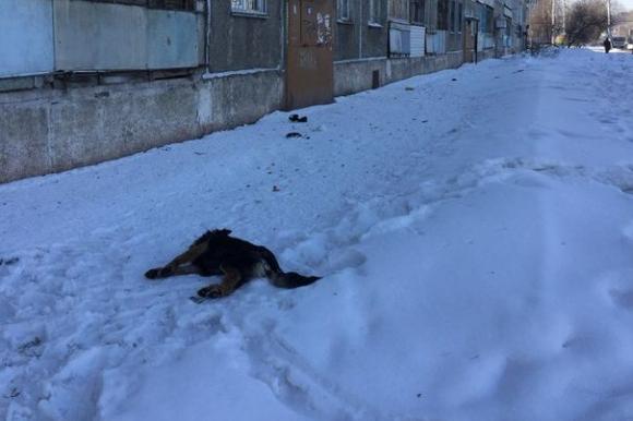 В Барнауле живодеры массово потравили собак ядом