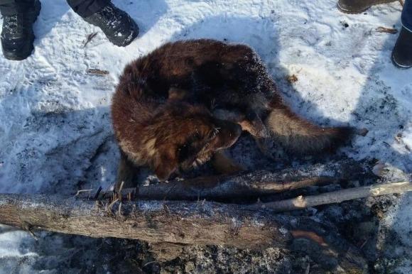 Барнаульские рыбаки спасли от смерти брошенного на реке пса