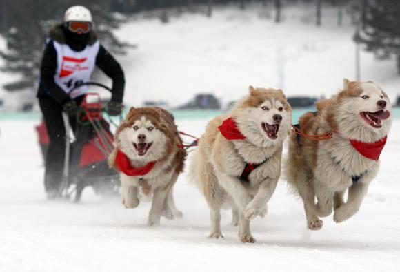 23 февраля под Барнаулом пройдут гонки на собачьих упряжках