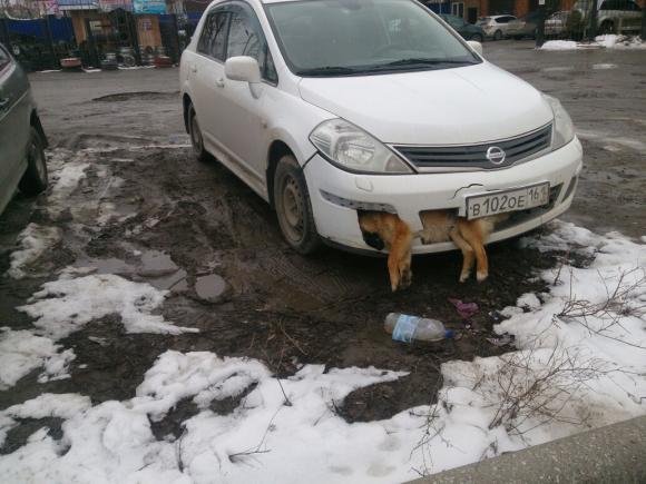 В Таганроге водитель несколько дней ездил с мертвой собакой в бампере (обновлено)