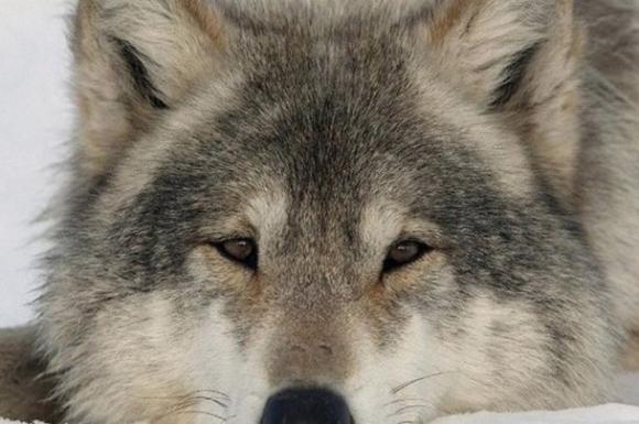 Барнаульский зоопарк забрал волчицу, которую жители края незаконно держали у себя