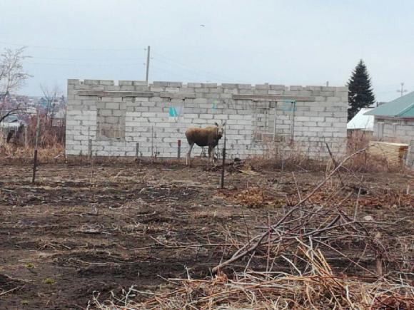 В Гоньбе убили лося, который забрел на участки местных жителей (фото)